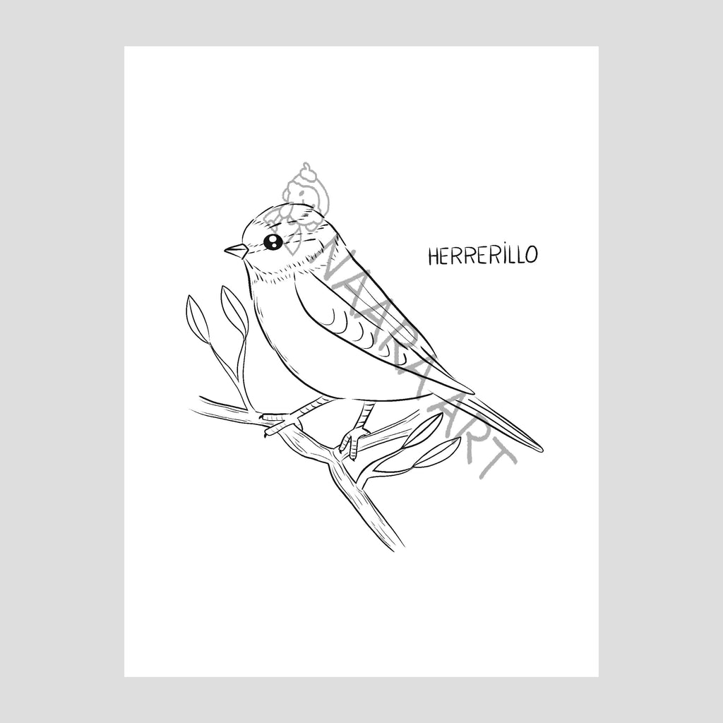 💻 Lámina colorear herrerillo