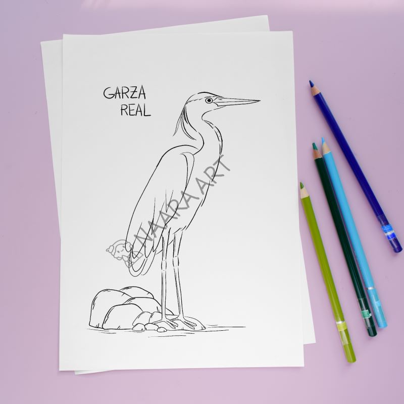 💻 Lámina colorear garza real