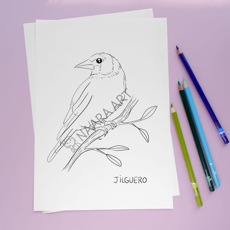 💻 Lámina colorear jilguero