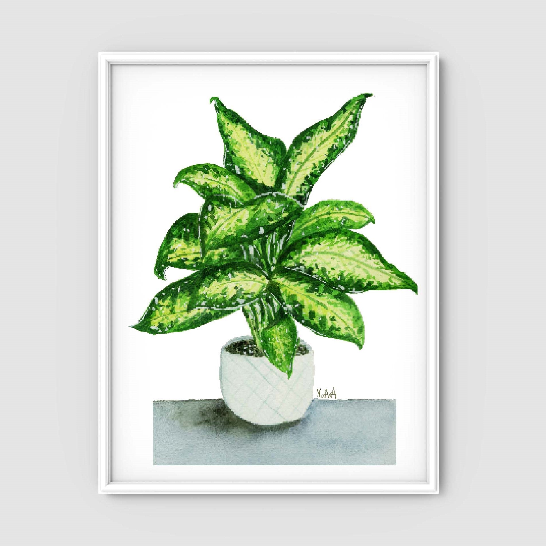 Dieffenbachia